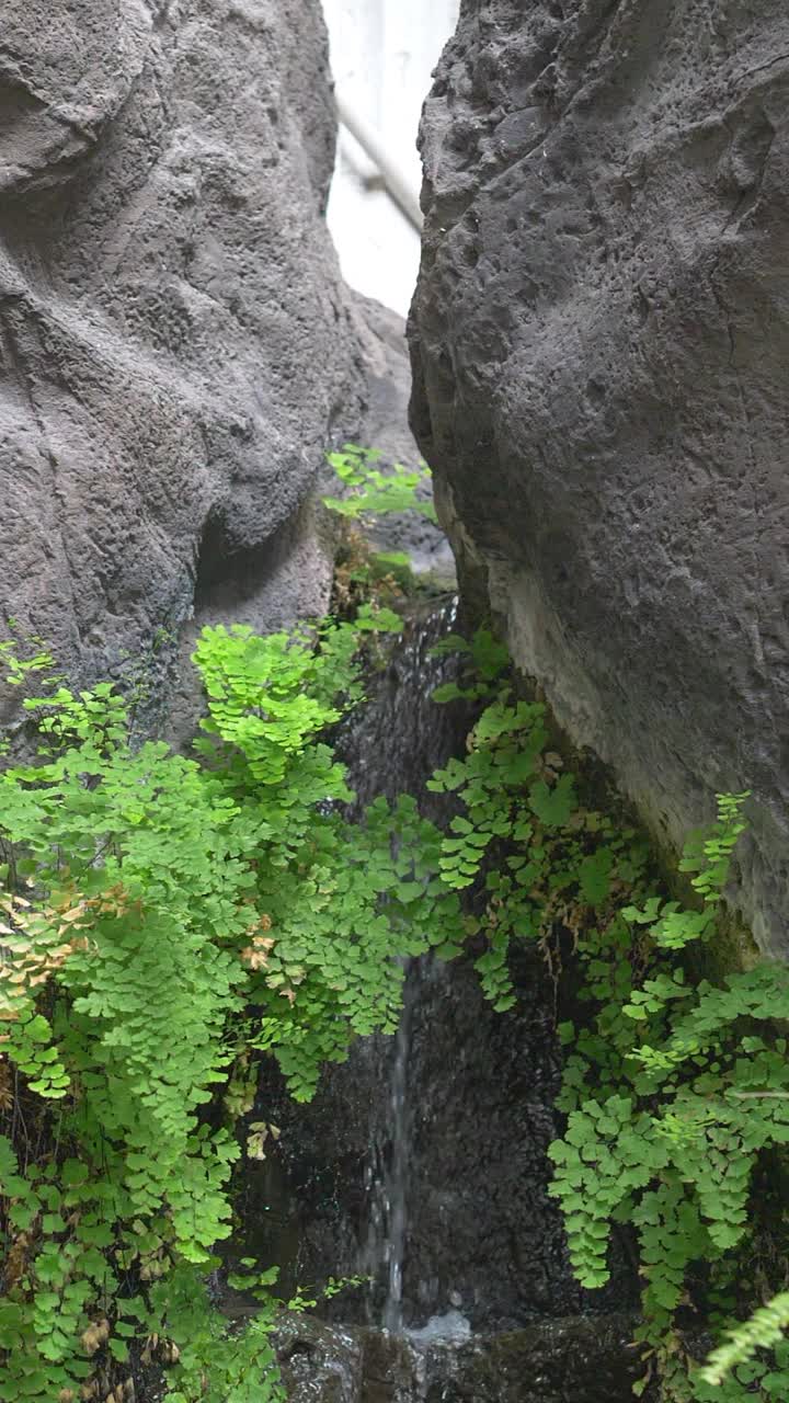 纯净水在森林中垂直流动，慢镜头180帧/秒视频素材