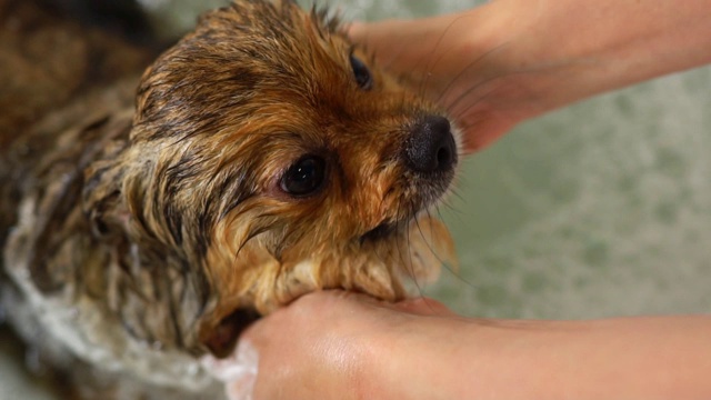 浴室里的博美犬。美容沙龙。视频素材