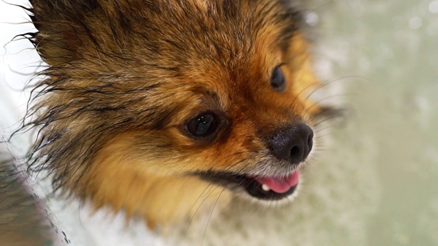 浴室里的博美犬。美容沙龙。视频素材