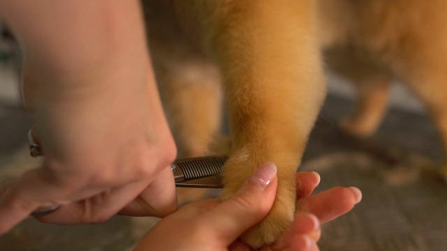 理发的博美犬美容沙龙。视频素材