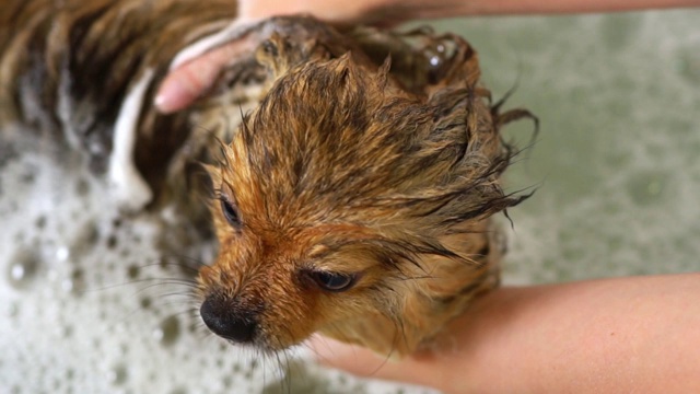 浴室里的博美犬。美容沙龙。视频素材