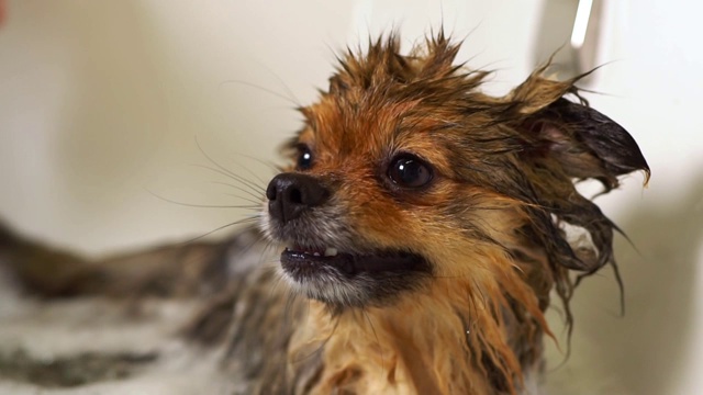 浴室里的博美犬。美容沙龙。视频素材