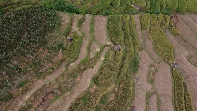 无人机鸟瞰稻田与森林背景视频素材