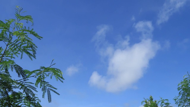 美丽晴朗的蓝天背景，蓬松的白云和热带雨林的绿色植物叶子视频素材