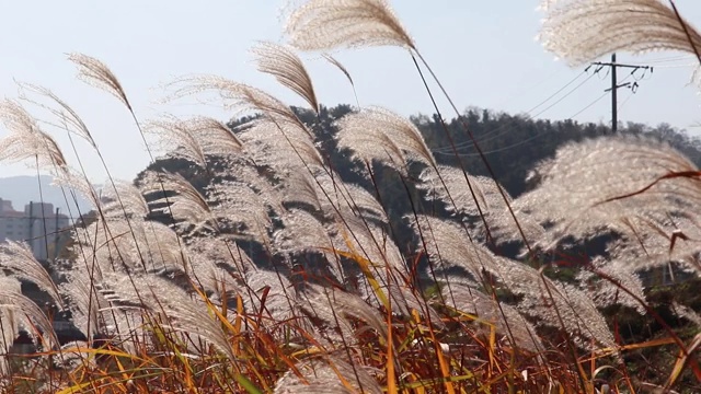 银色的草地。视频素材画面2