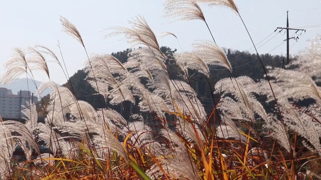 银色的草地。视频素材画面3