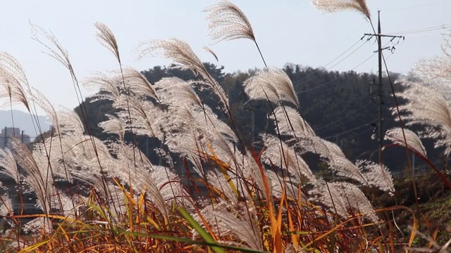 银色的草地。视频素材画面4