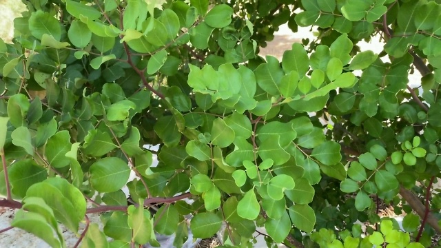 角豆树，俗称角豆树或角豆灌木为背景。阿拉伯的一种常绿小乔木，结棕紫色的可食用的长荚。角豆豆，用作巧克力的替代品视频素材