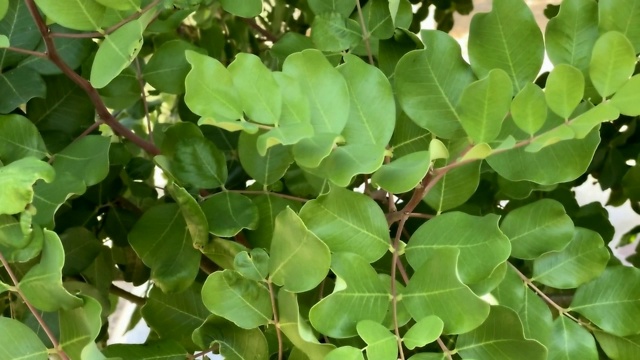 角豆树，俗称角豆树或角豆灌木为背景。阿拉伯的一种常绿小乔木，结棕紫色的可食用的长荚。角豆豆，用作巧克力的替代品视频素材