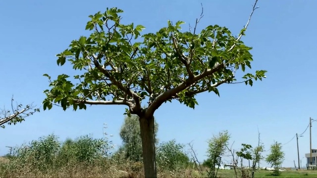 美国梧桐树的树干，有树枝和绿色的夏季树叶。有趣的彩色树皮结构在蓝天的背景。底视图视频素材