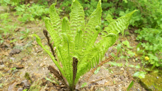 绿色蕨类植物摇摆的叶子视频素材