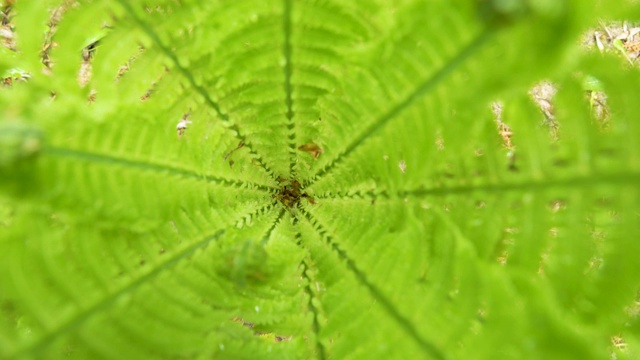 蕨类植物的绿叶俯视图视频素材