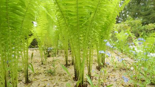 公园的花园区域有很多蕨类植物视频素材