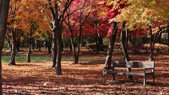 韩国首尔，Yangjae Citizen’s Forest / seochoo -gu，铺着秋叶的木凳视频素材