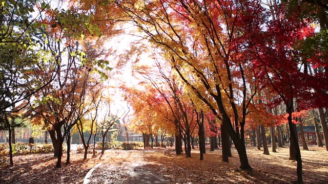 韩国首尔，Yangjae Citizen’s Forest / Seocho-gu的秋叶视频素材