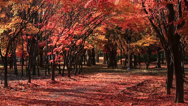 韩国首尔，Yangjae Citizen’s Forest / Seocho-gu的秋叶视频素材