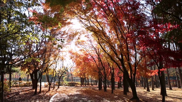 韩国首尔，Yangjae Citizen’s Forest / Seocho-gu的秋叶视频素材