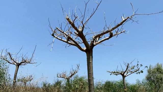 有趣的彩色树皮结构在蓝天背景。底视图视频素材