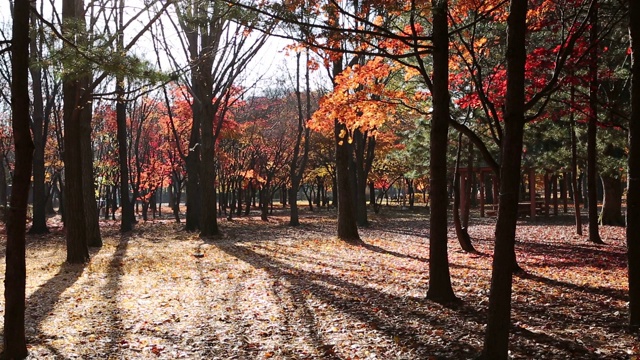 韩国首尔，Yangjae Citizen’s Forest / Seocho-gu的秋叶视频素材