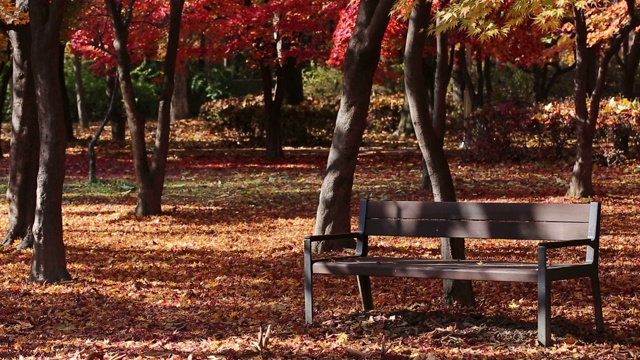 韩国首尔，Yangjae Citizen’s Forest / seochoo -gu，铺着秋叶的木凳视频素材