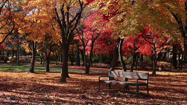 韩国首尔，Yangjae Citizen’s Forest / seochoo -gu，铺着秋叶的木凳视频素材