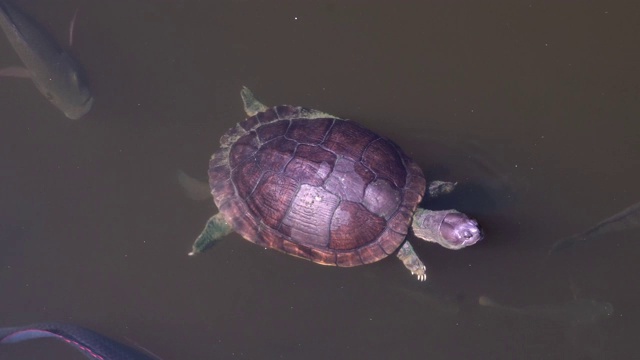 鳖，淡水龟视频下载