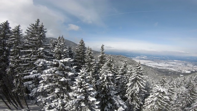 在一个阳光明媚的日子里，在冬天松树林的雪树顶上的风景。无人机在积雪覆盖的树梢上拍摄的全景视频素材