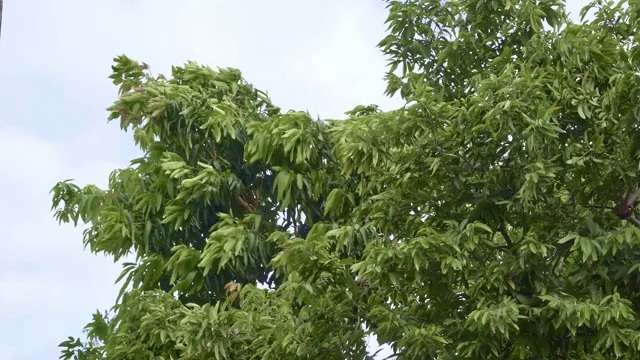 飓风风的力量视频素材