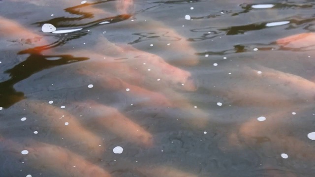 人工池塘养鱼视频素材