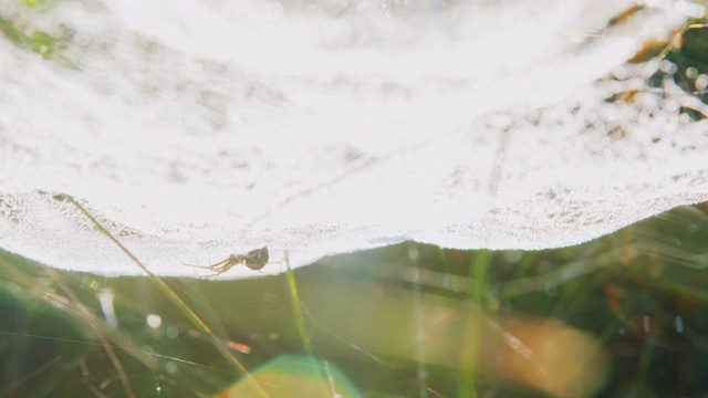 蜘蛛网和晨露水滴在日出的光线。散景。视频素材