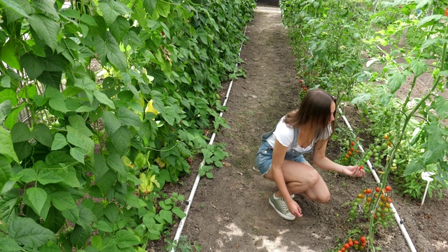 年轻女子采摘新鲜的西红柿视频素材画面2