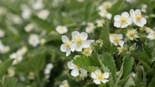 近距离拍摄4K Fragaria ananassa的白色春花视频素材