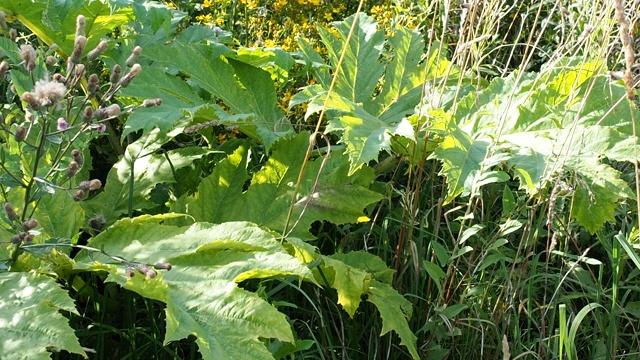 绿叶和一丛有毒植物黄叶。海拉克利姆或牛蒡视频素材