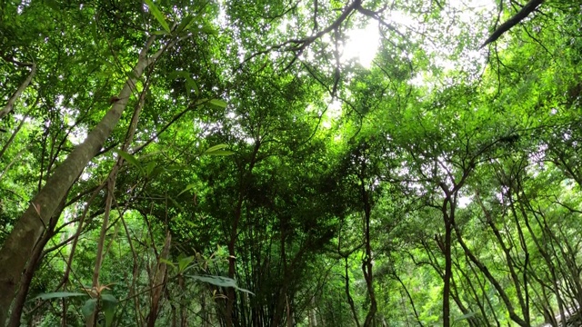 在雨林中寻找一棵树视频素材