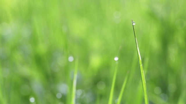 绿草带着水滴视频素材