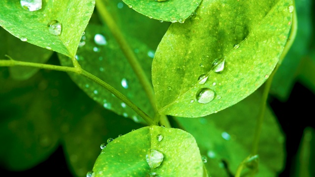 雨后的水滴落在树叶上。自然背景。视频素材