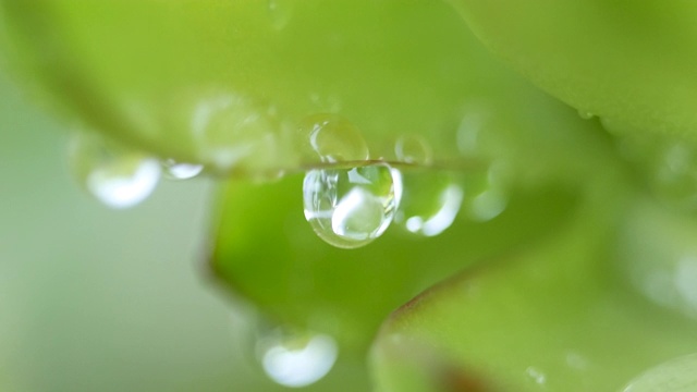 特写的水滴在树枝上模糊的绿色植物为背景。清晨的露珠在阳光下熠熠生辉。视频素材