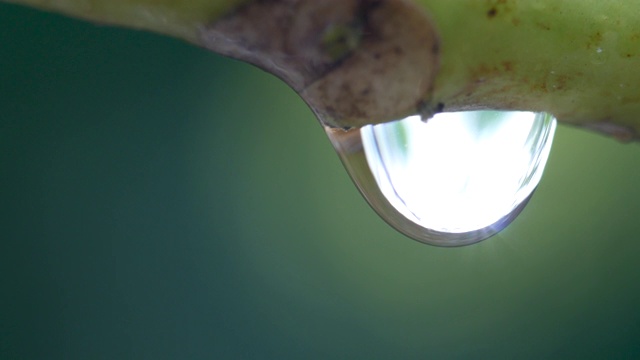 特写的水滴在树枝上模糊的绿色植物为背景。清晨的露珠在阳光下熠熠生辉。视频素材