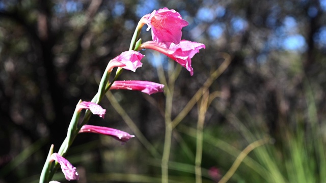 剑兰caryophyllaceus花视频素材