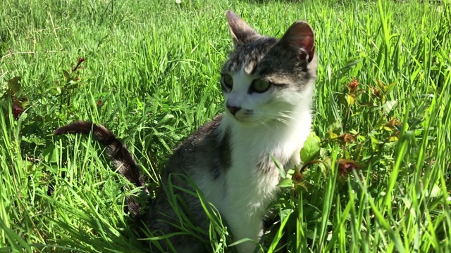 年轻的灰白色毛茸茸的猫在室外休息慢动作视频素材