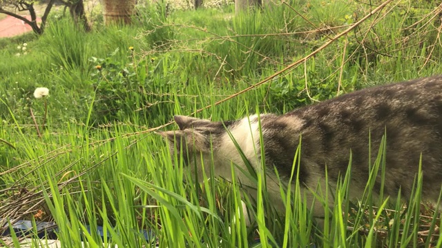 家猫在草地上的特写慢镜头视频素材