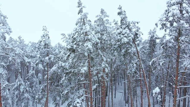 在冬天低空飞行在积雪云杉森林视频素材