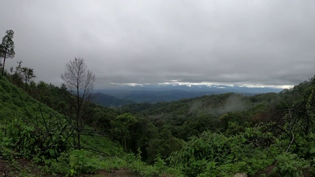 有雾的雨林视频素材