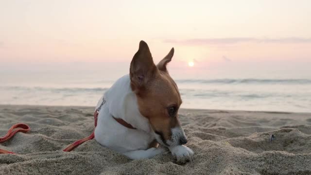 狗狗杰克罗素梗的肖像躺在海边的沙滩上，映衬着蓝色的云彩，看着主人，在冉冉升起的粉色太阳盘的背景下竖起耳朵。宠物视频素材