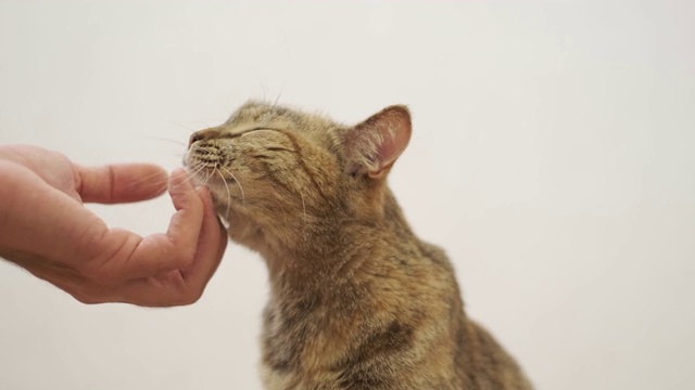 男人的手抚摸着一只姜黄色的猫。视频素材