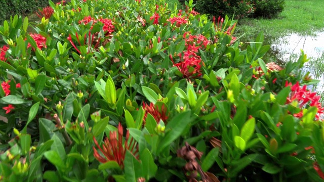Ixora对Lamk。西印度茉莉花(Ixora spp.)沿着一条纵向的路径种植，摄像机在花树上方向前移动。视频素材画面1