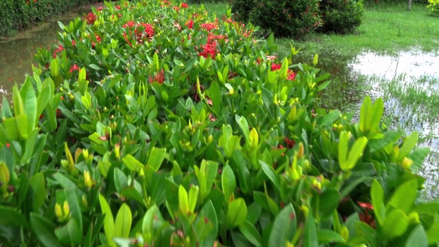 Ixora对Lamk。西印度茉莉花(Ixora spp.)沿着一条纵向的路径种植，摄像机在花树上方向前移动。视频素材画面2