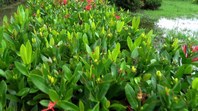 Ixora对Lamk。西印度茉莉花(Ixora spp.)沿着一条纵向的路径种植，摄像机在花树上方向前移动。视频素材画面3