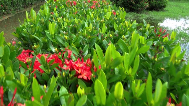 Ixora对Lamk。西印度茉莉花(Ixora spp.)沿着一条纵向的路径种植，摄像机在花树上方向前移动。视频素材画面4