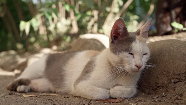 猫在街上休息视频素材